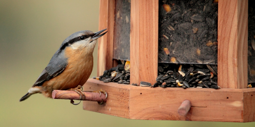 Sittelle torchepot (Sitta europaea) à la mangeoire © Alain Boullah